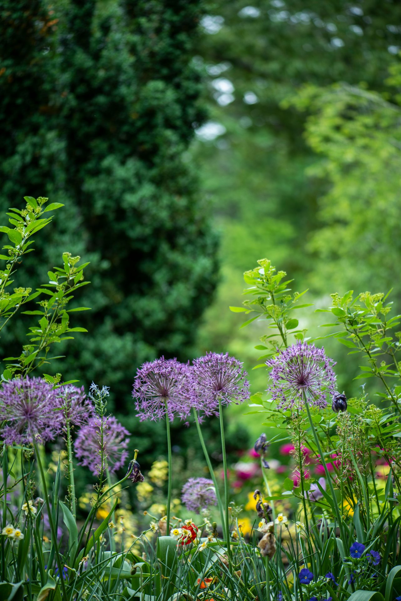 Purple allium flowers