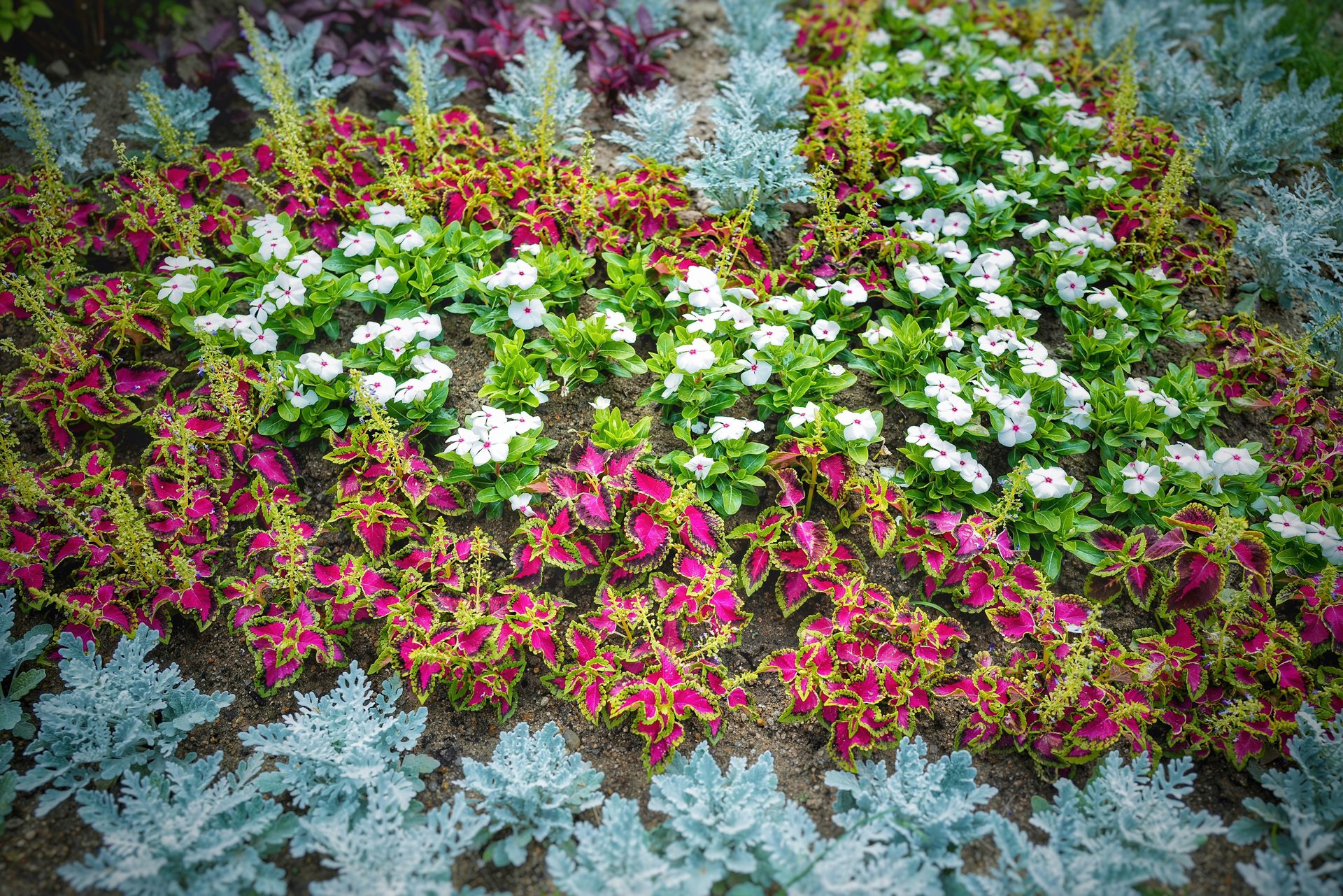 Colorful coleus and impatiens bed