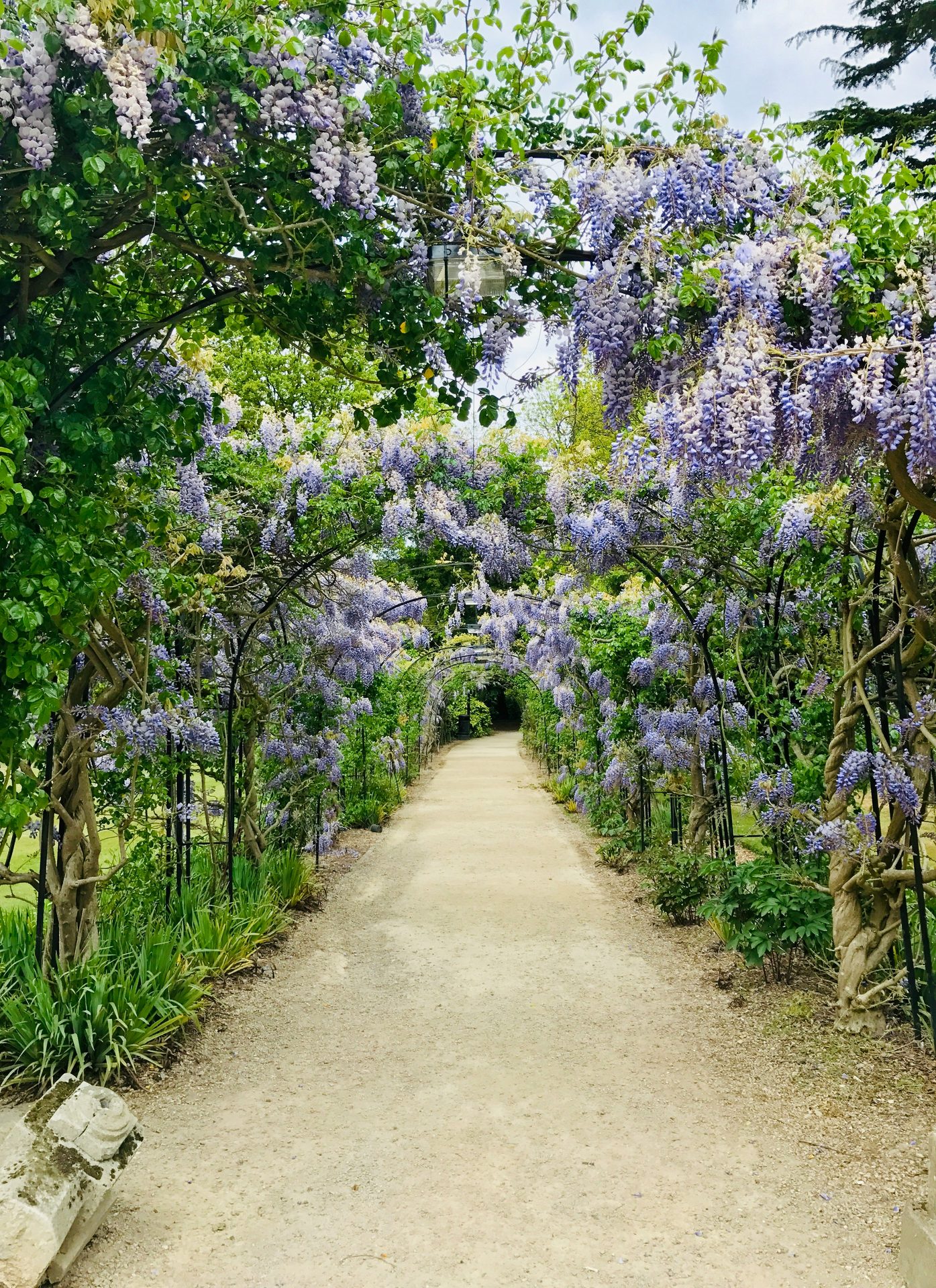 Wisteria-covered garden walkway